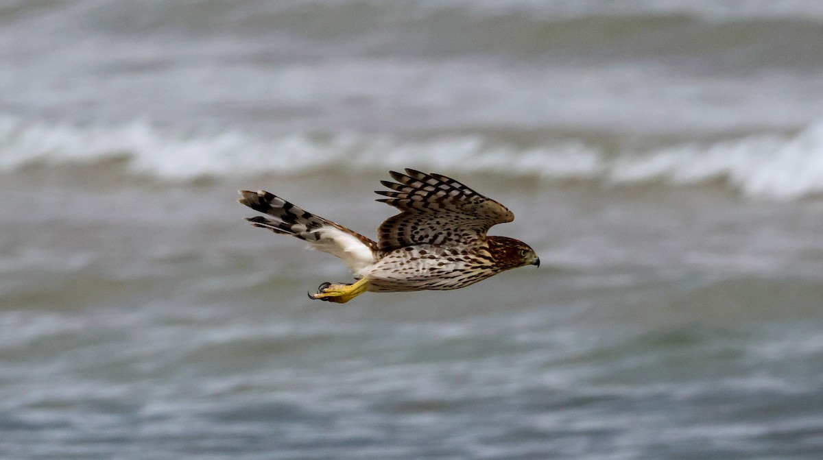 Cooper's Hawk - ML641061181