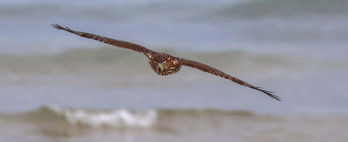 Cooper's Hawk - ML641061182