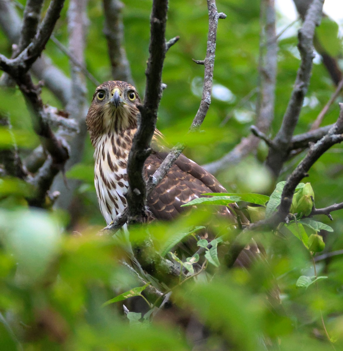 Cooper's Hawk - ML641061183