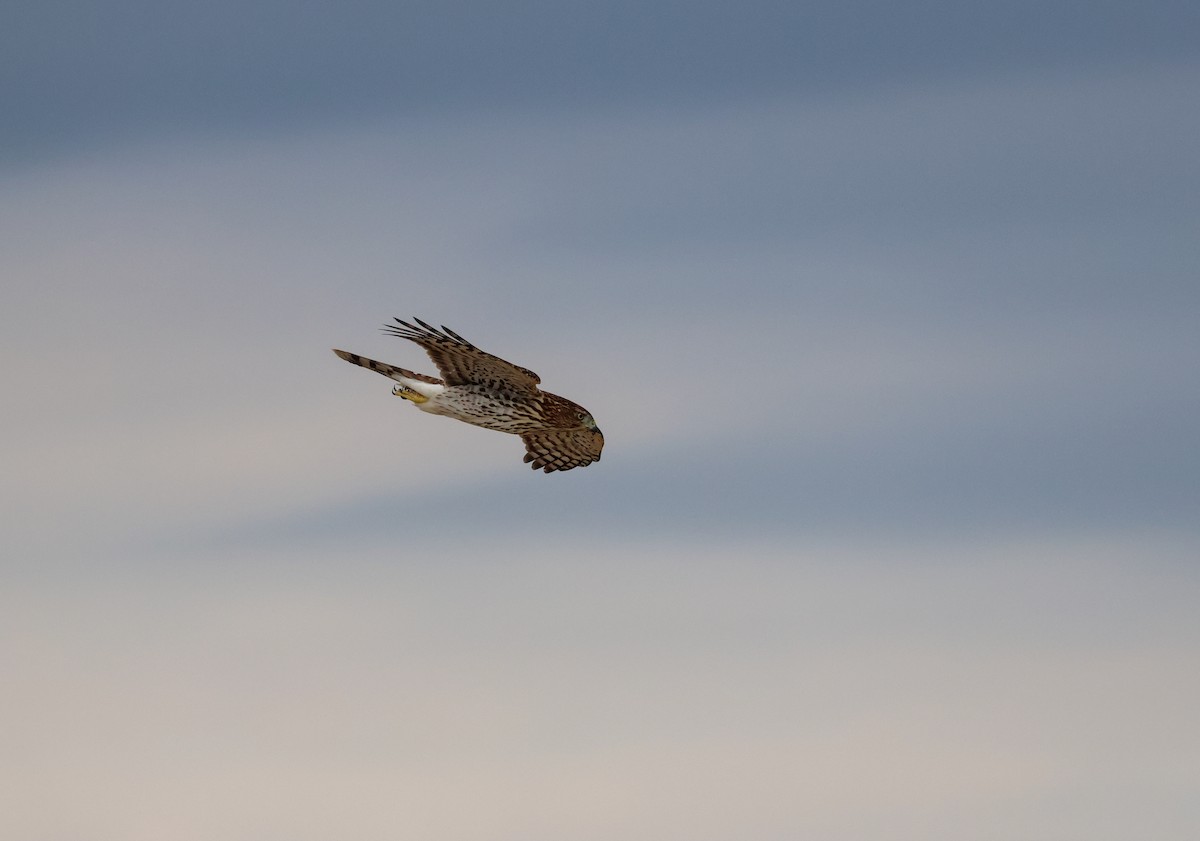 Cooper's Hawk - ML641061184