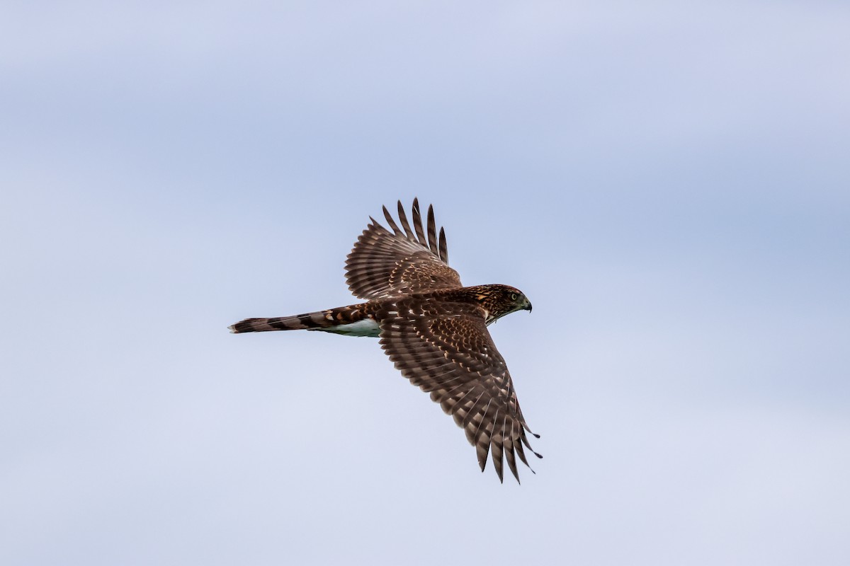 Cooper's Hawk - ML641061185