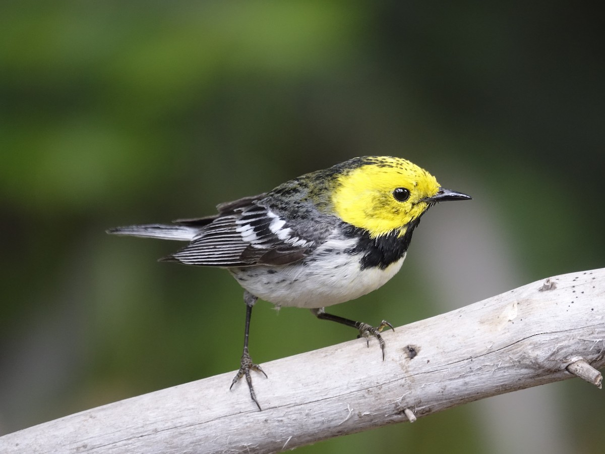 Townsend's x Hermit Warbler (hybrid) - ML641061189