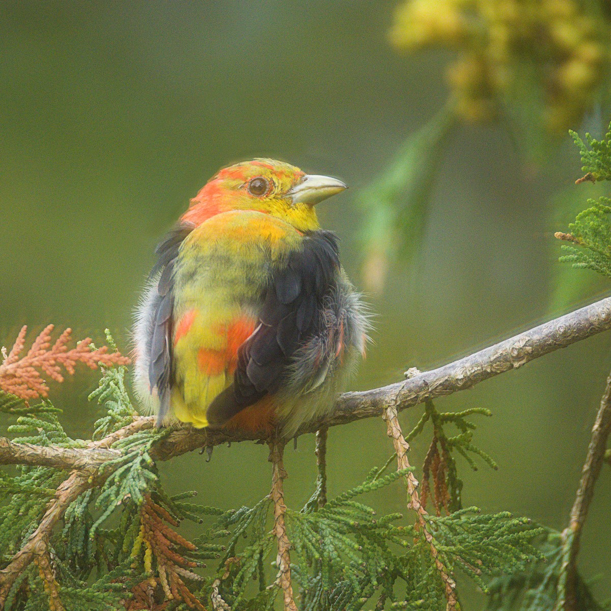 Scarlet Tanager - ML641061197
