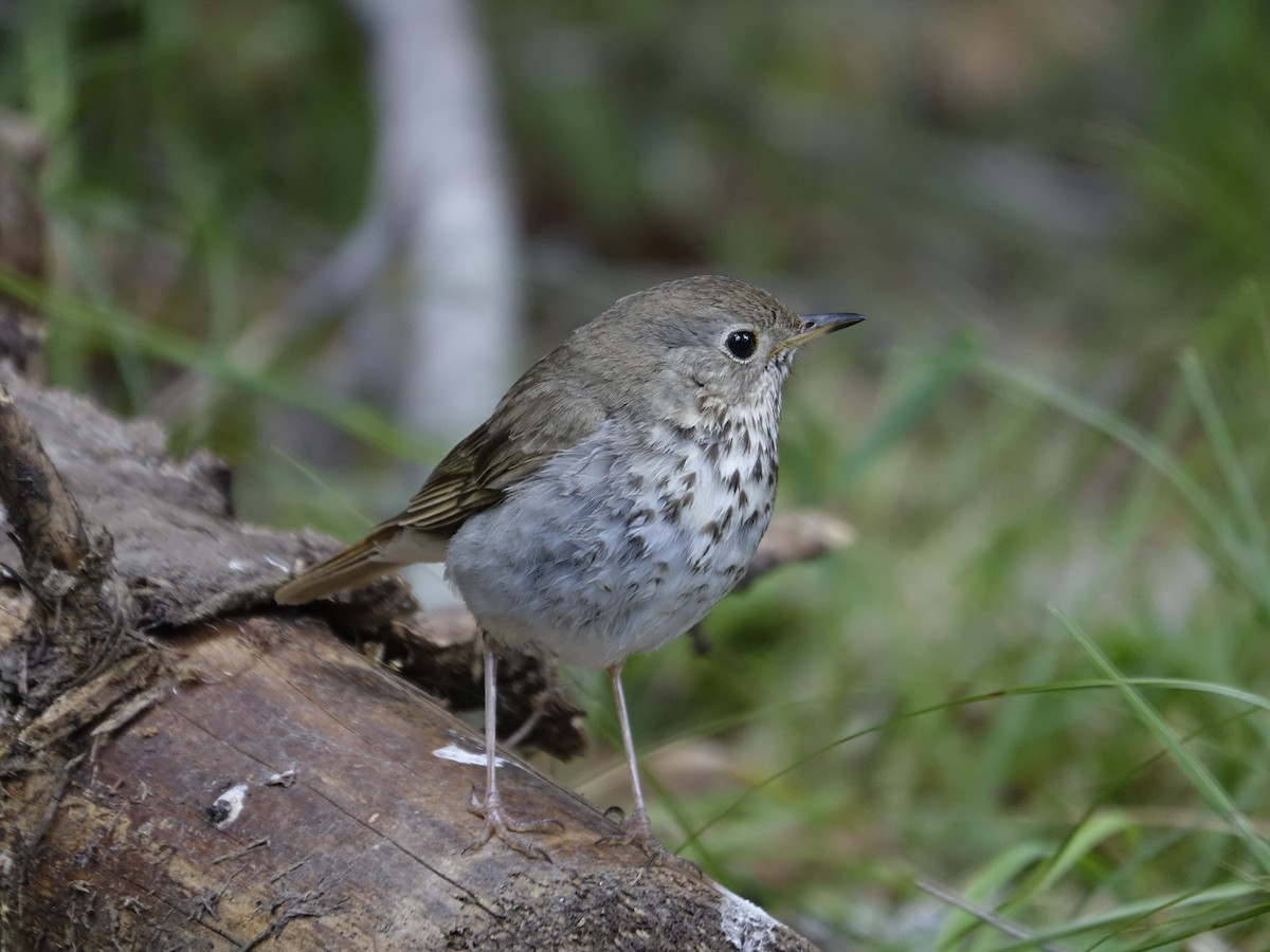 Hermit Thrush - ML641061200