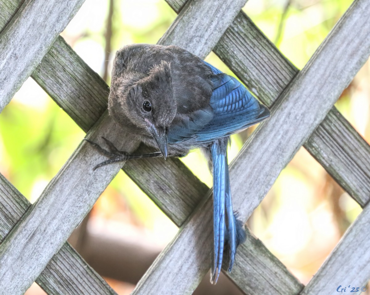 Steller's Jay - ML641061203