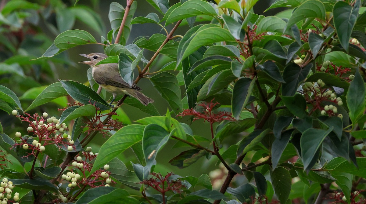 Warbling Vireo - ML641061210