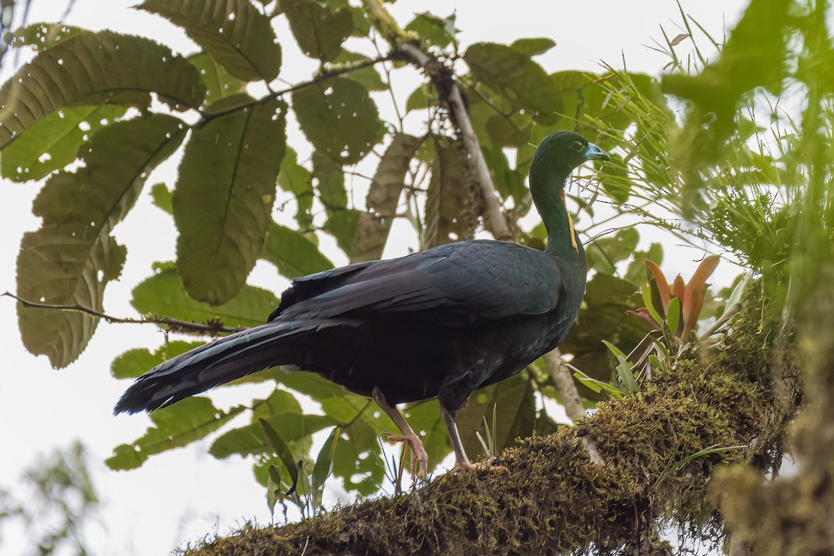 Wattled Guan - ML641061255