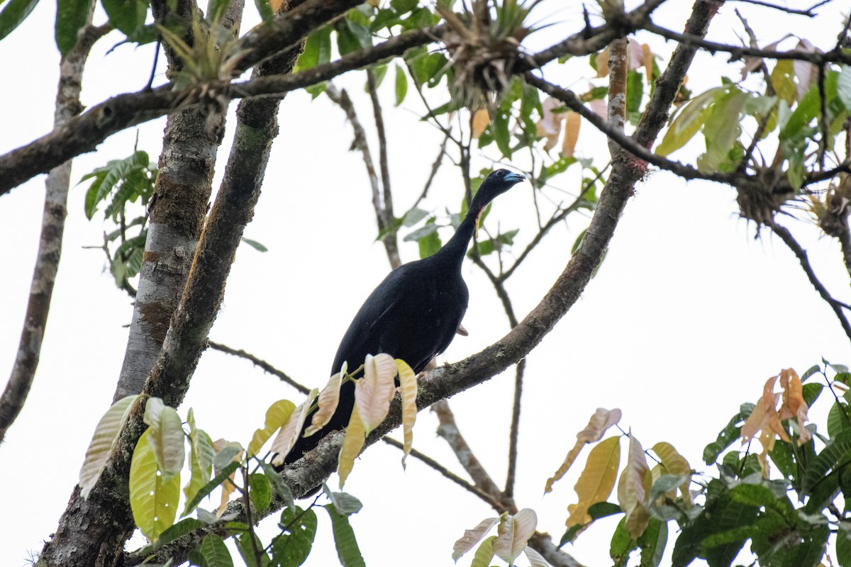 Wattled Guan - ML641061257