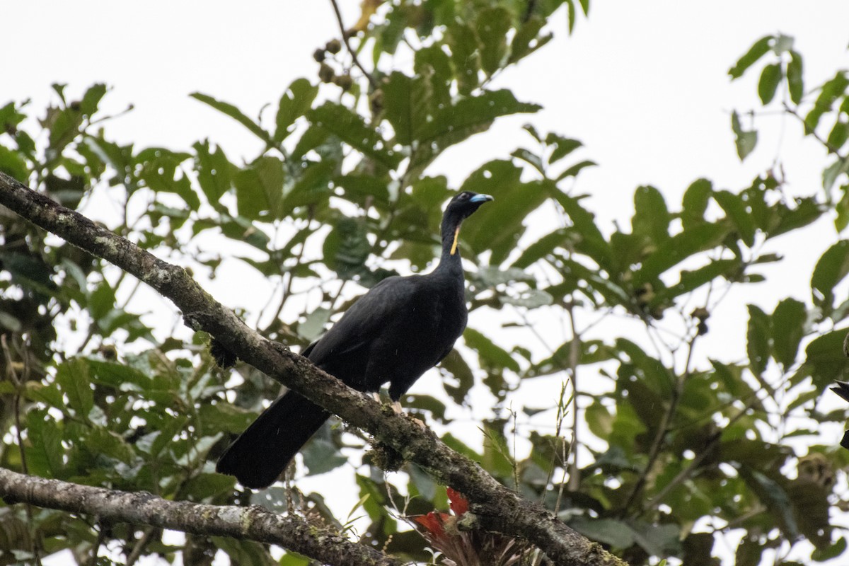 Wattled Guan - ML641061258