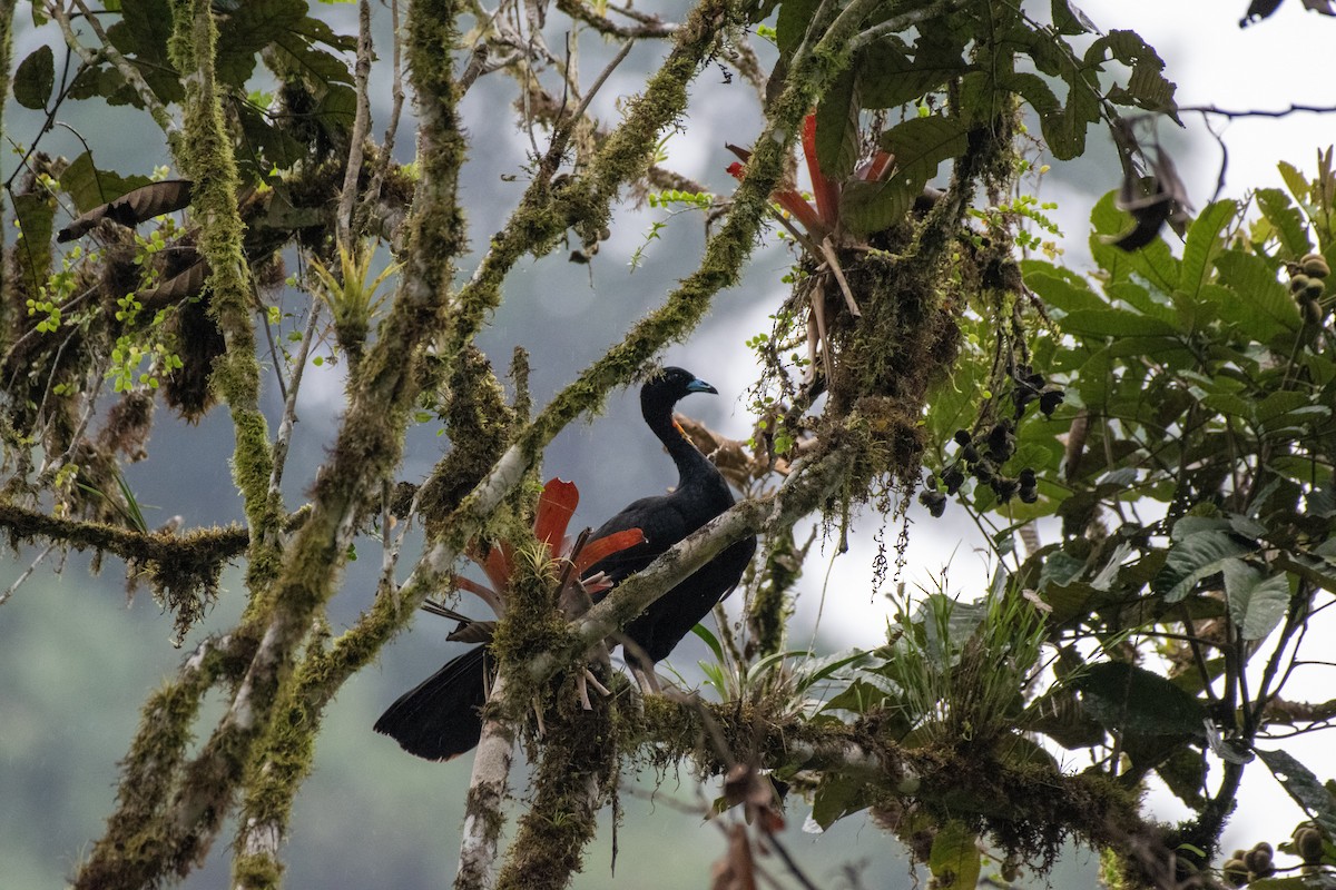Wattled Guan - ML641061259