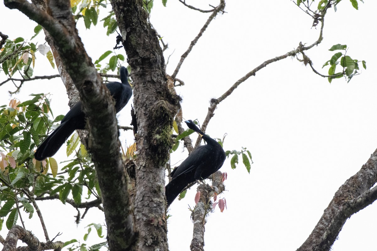 Wattled Guan - ML641061273