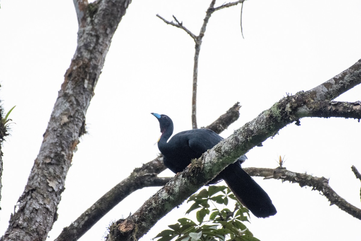 Wattled Guan - ML641061275