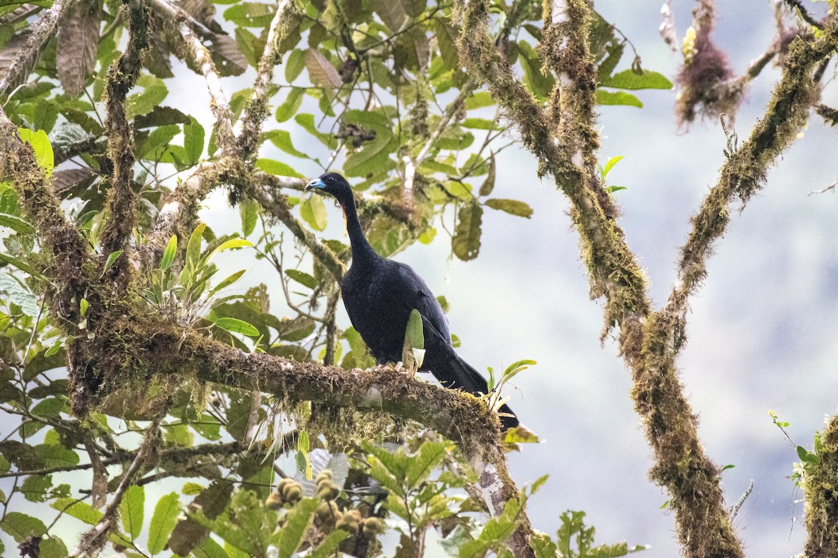 Wattled Guan - ML641061276