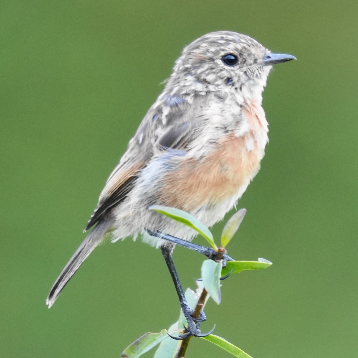 European Stonechat - ML641061330