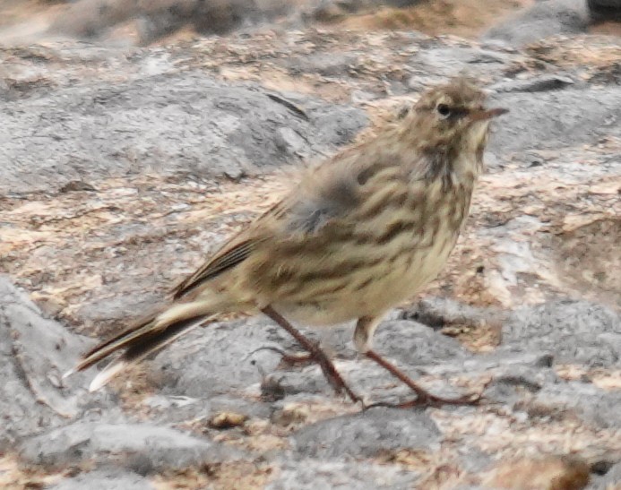 Rock Pipit - ML641061336