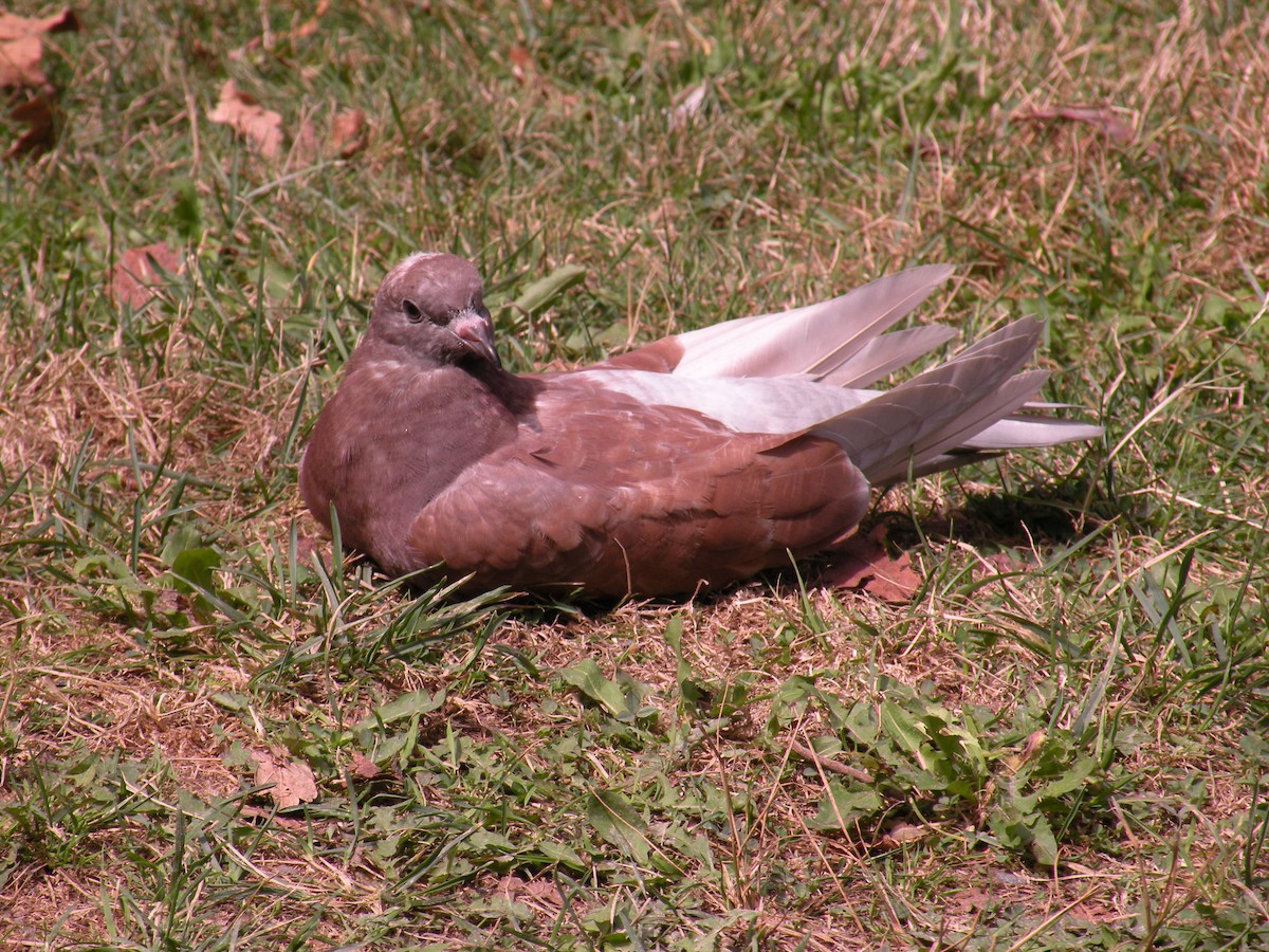 Rock Pigeon (Feral Pigeon) - ML641061342