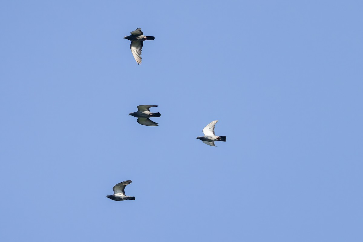 Rock Pigeon (Feral Pigeon) - ML641061361
