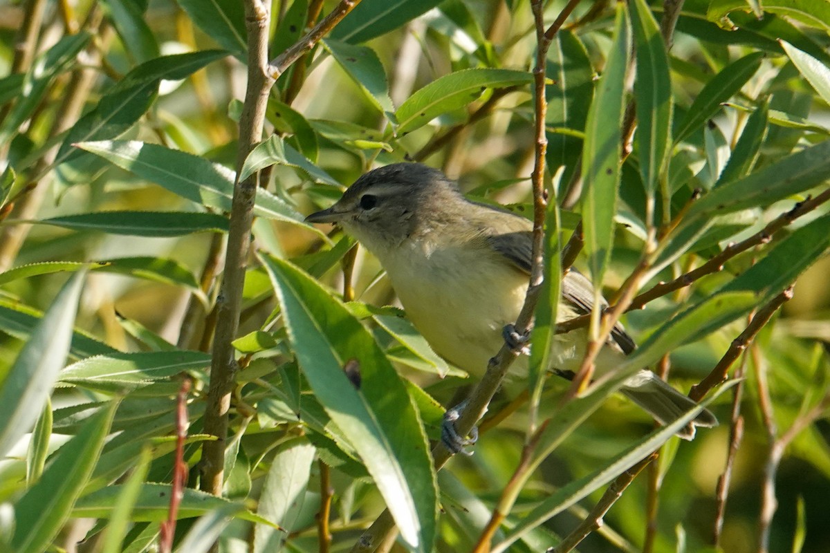 Philadelphia Vireo - ML641061366