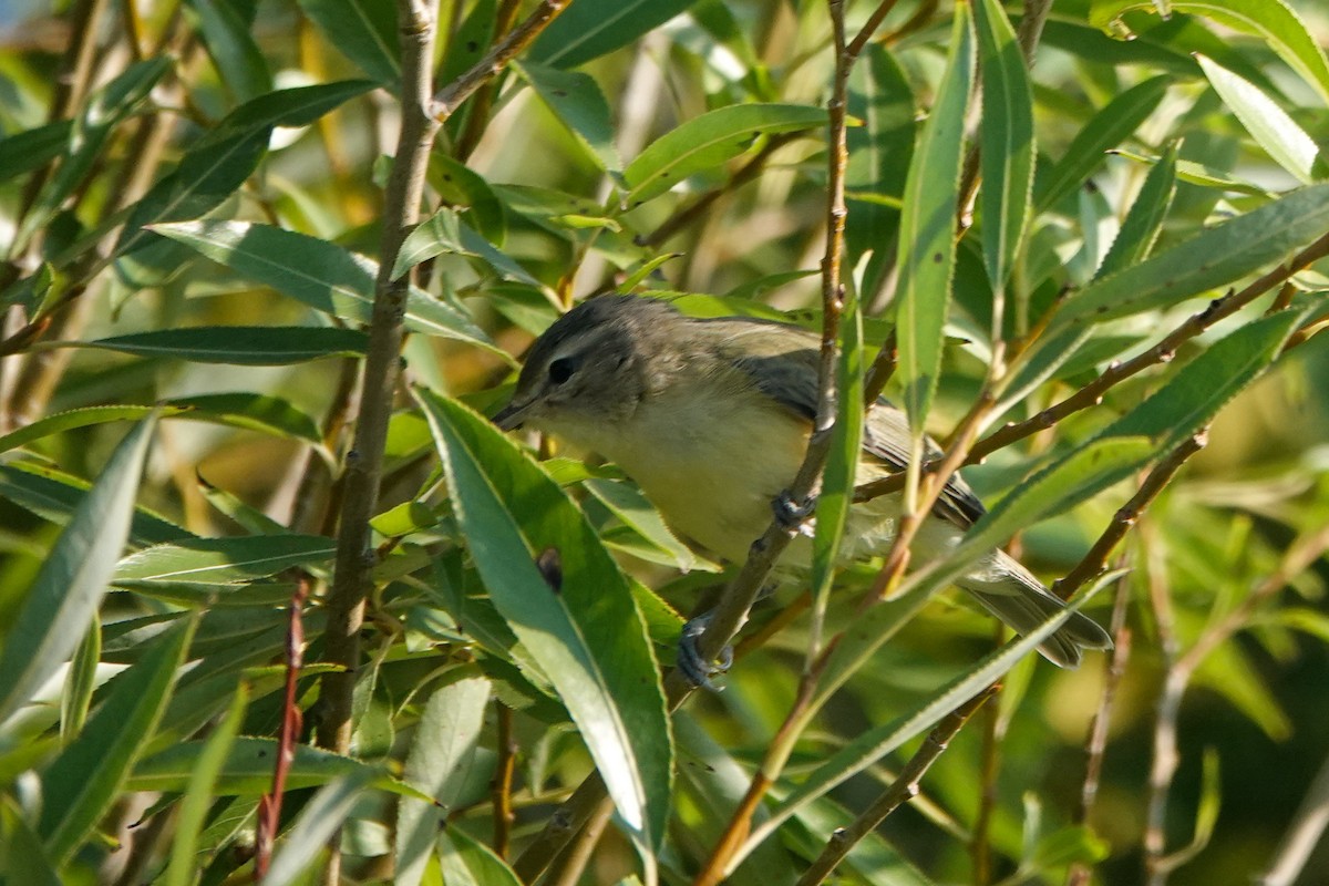 Philadelphia Vireo - ML641061368