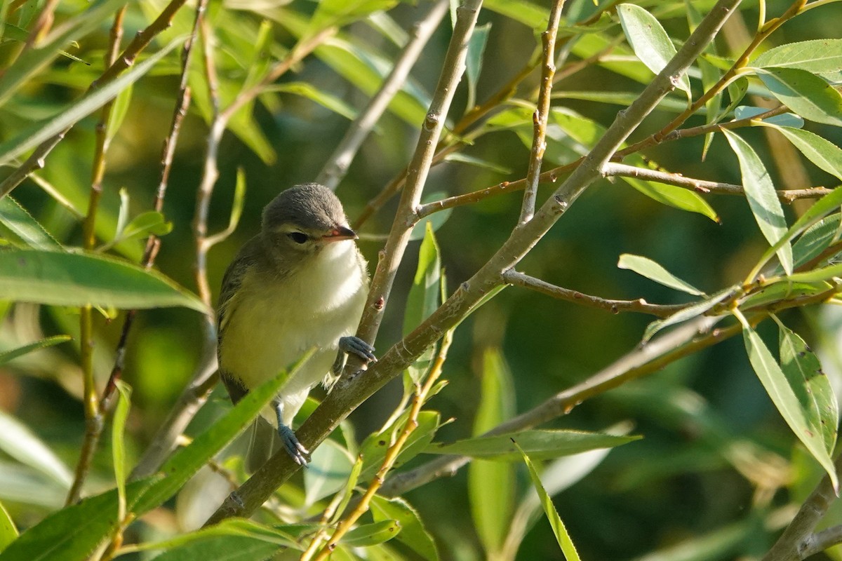 Philadelphia Vireo - ML641061369