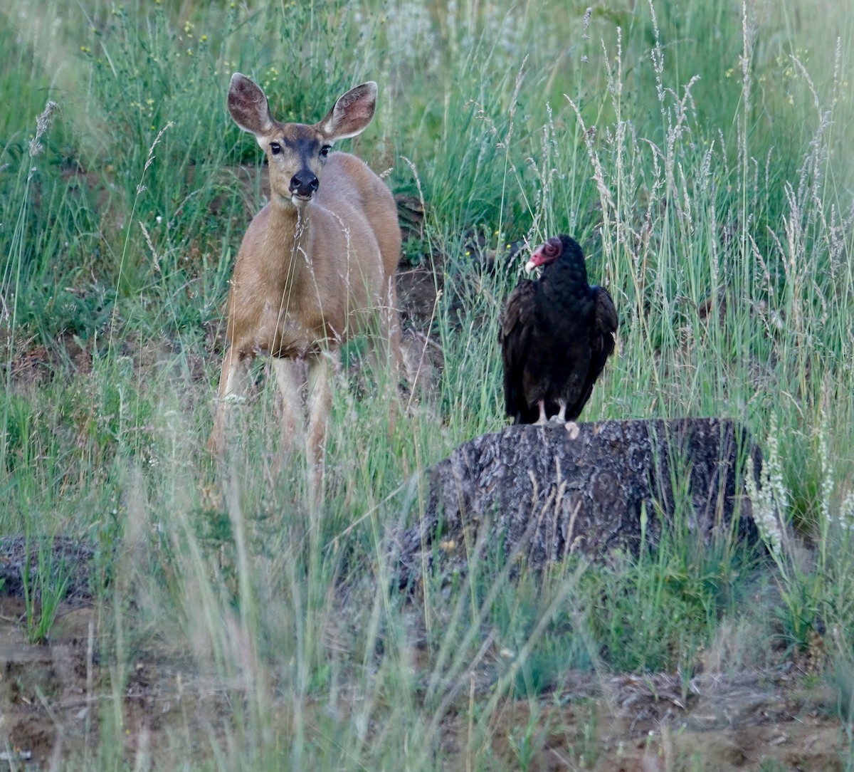 Turkey Vulture - ML641061371