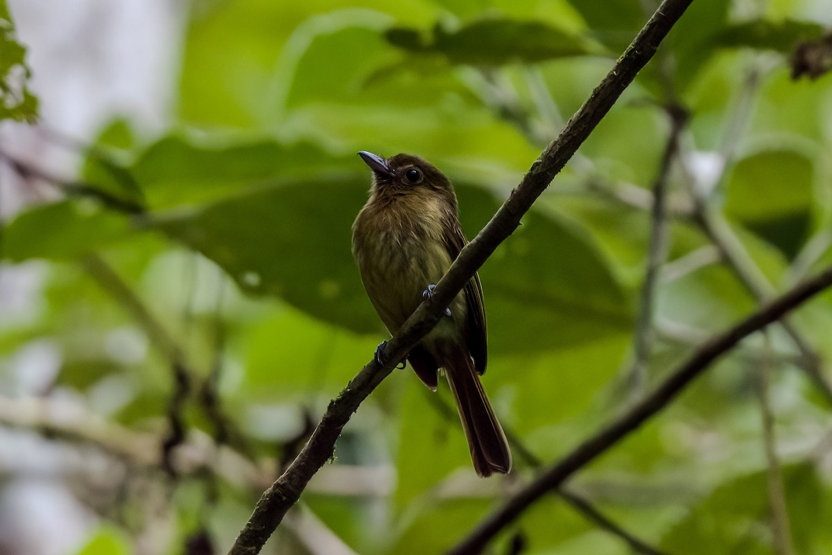 Fulvous-breasted Flatbill - ML641061395