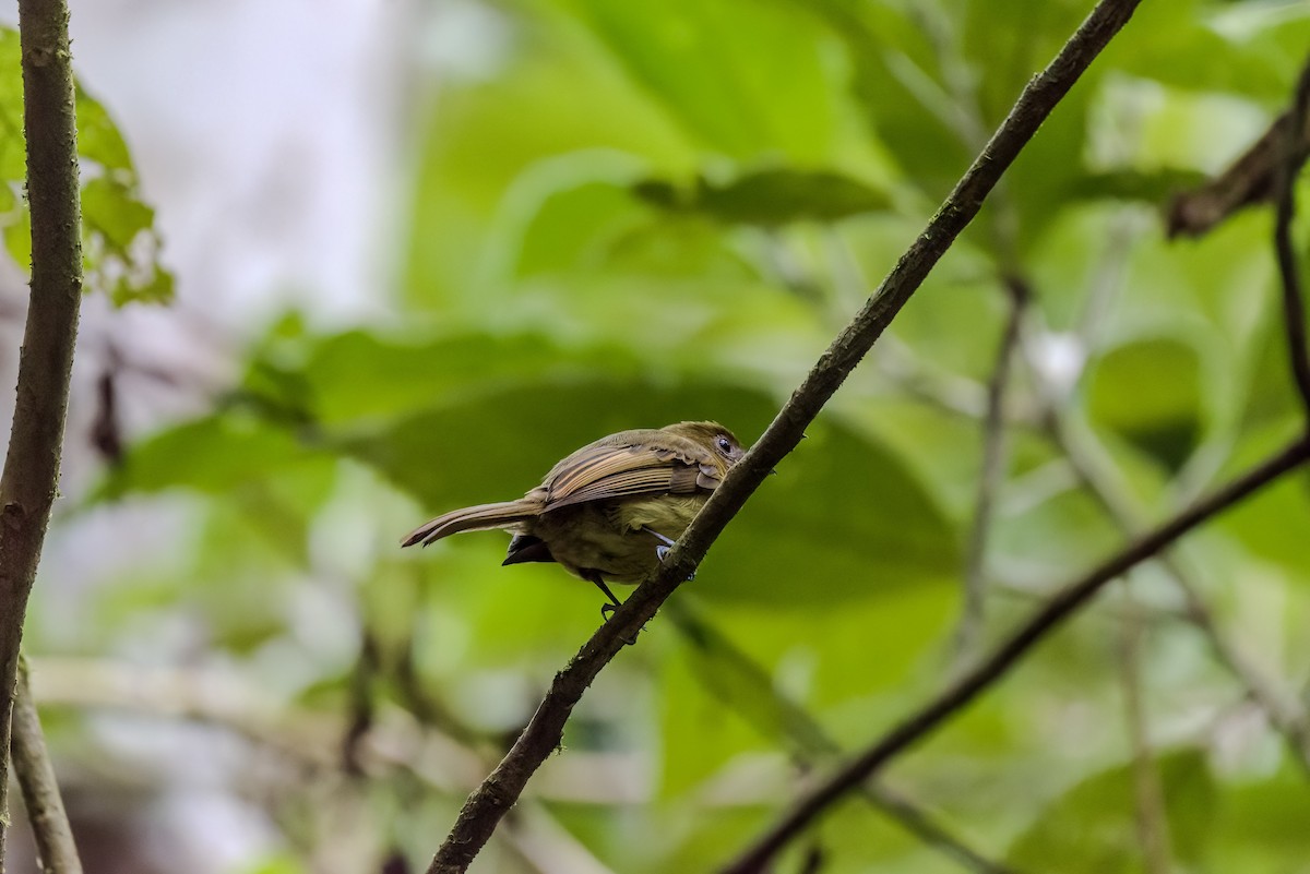 Fulvous-breasted Flatbill - ML641061396
