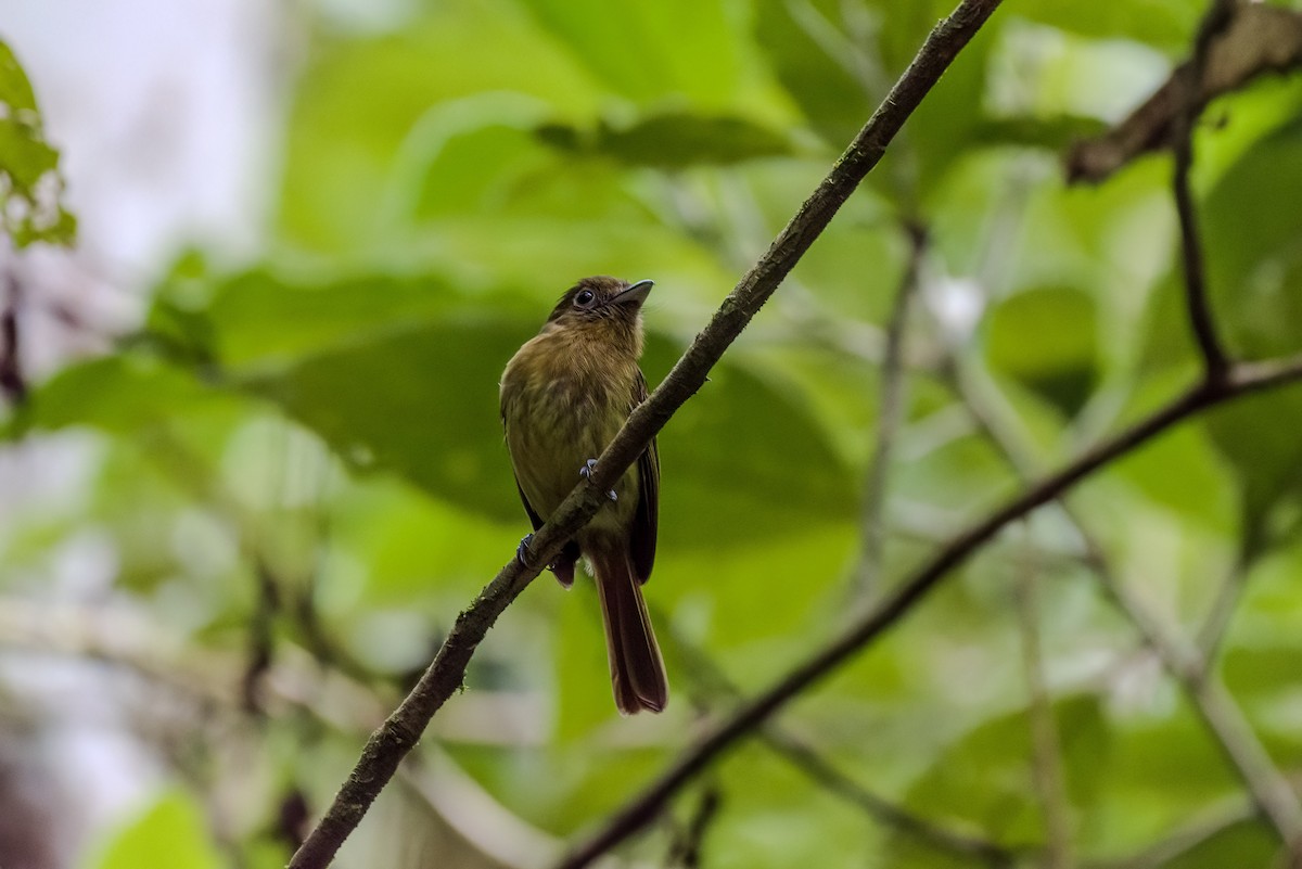 Fulvous-breasted Flatbill - ML641061397
