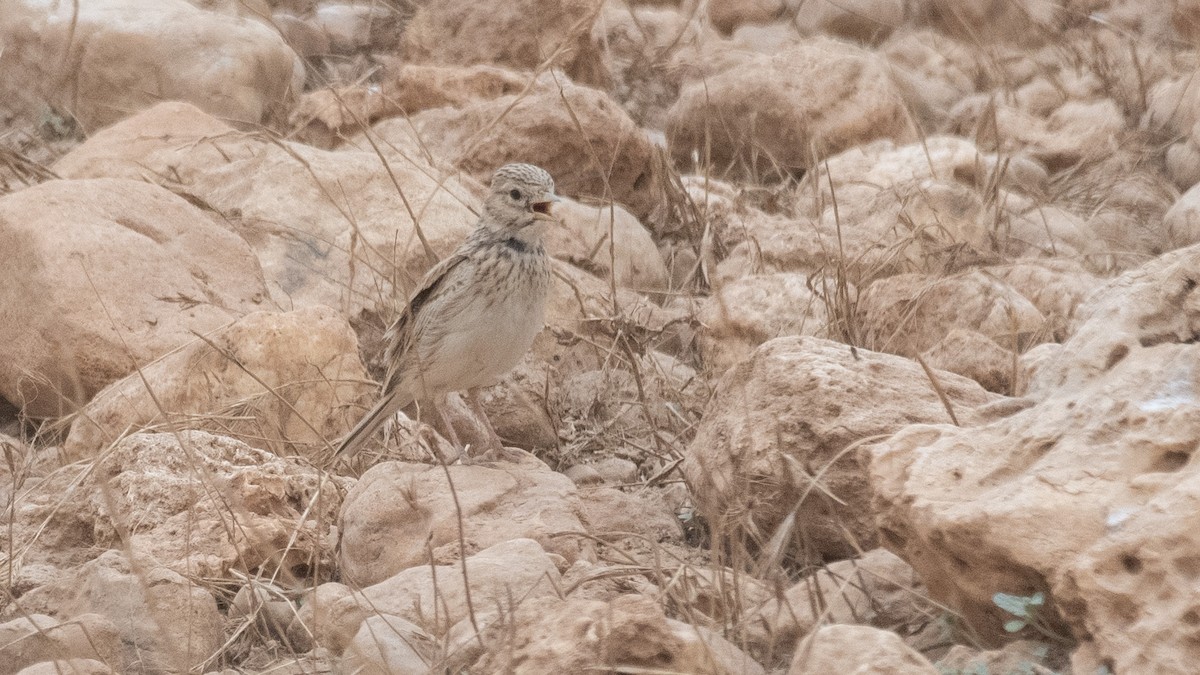 Mediterranean Short-toed Lark - ML641061400