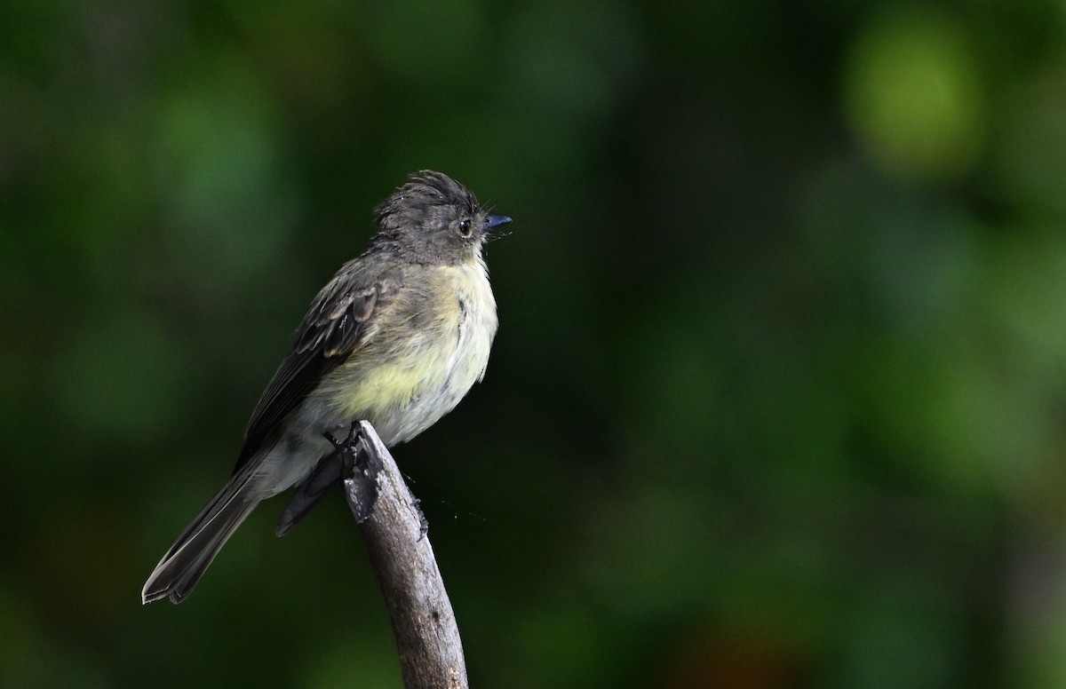 Eastern Phoebe - ML641061418
