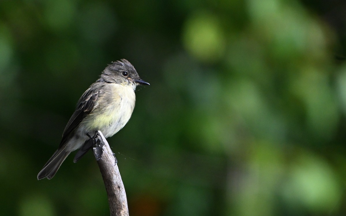 Eastern Phoebe - ML641061419
