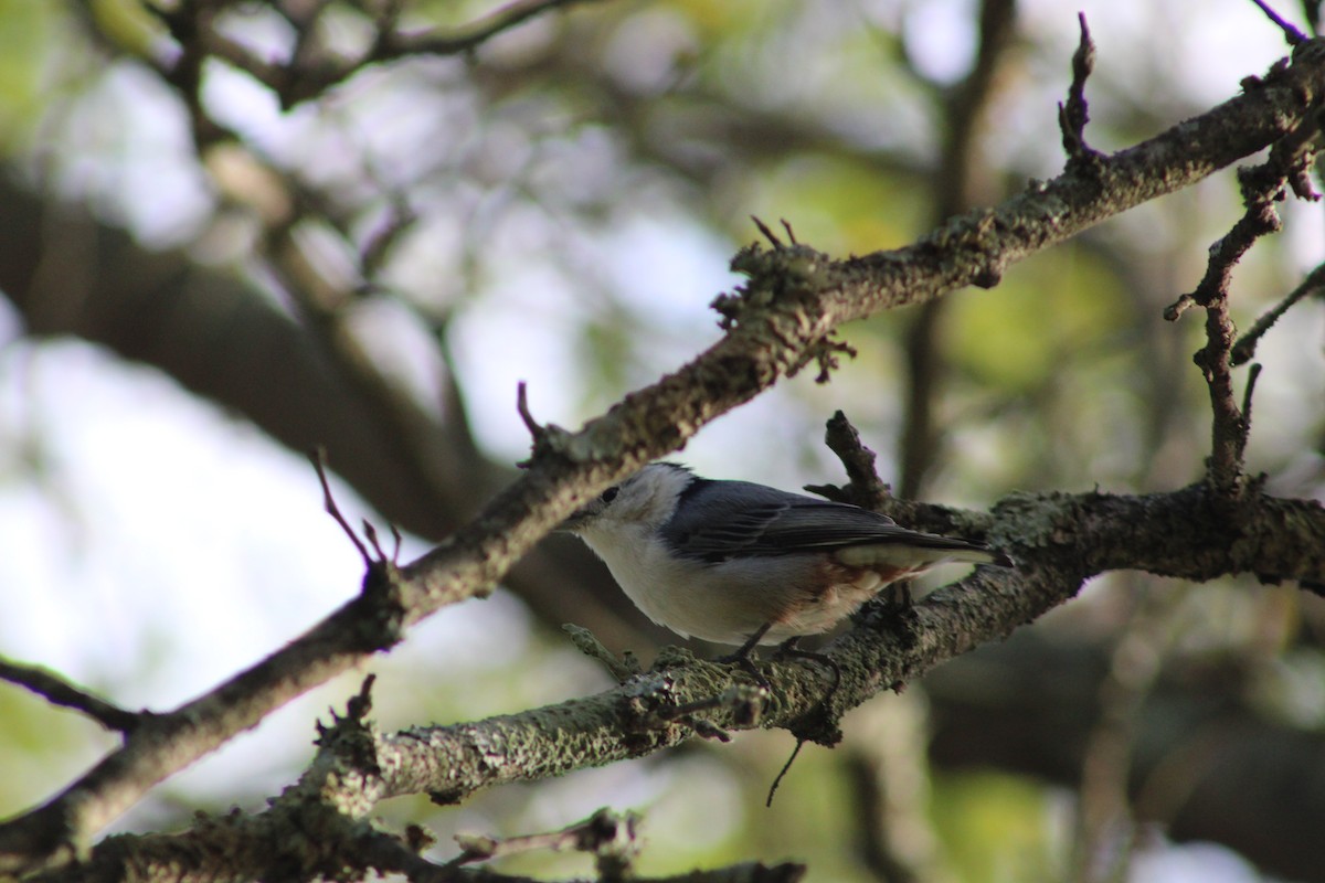 White-breasted Nuthatch - ML641061502
