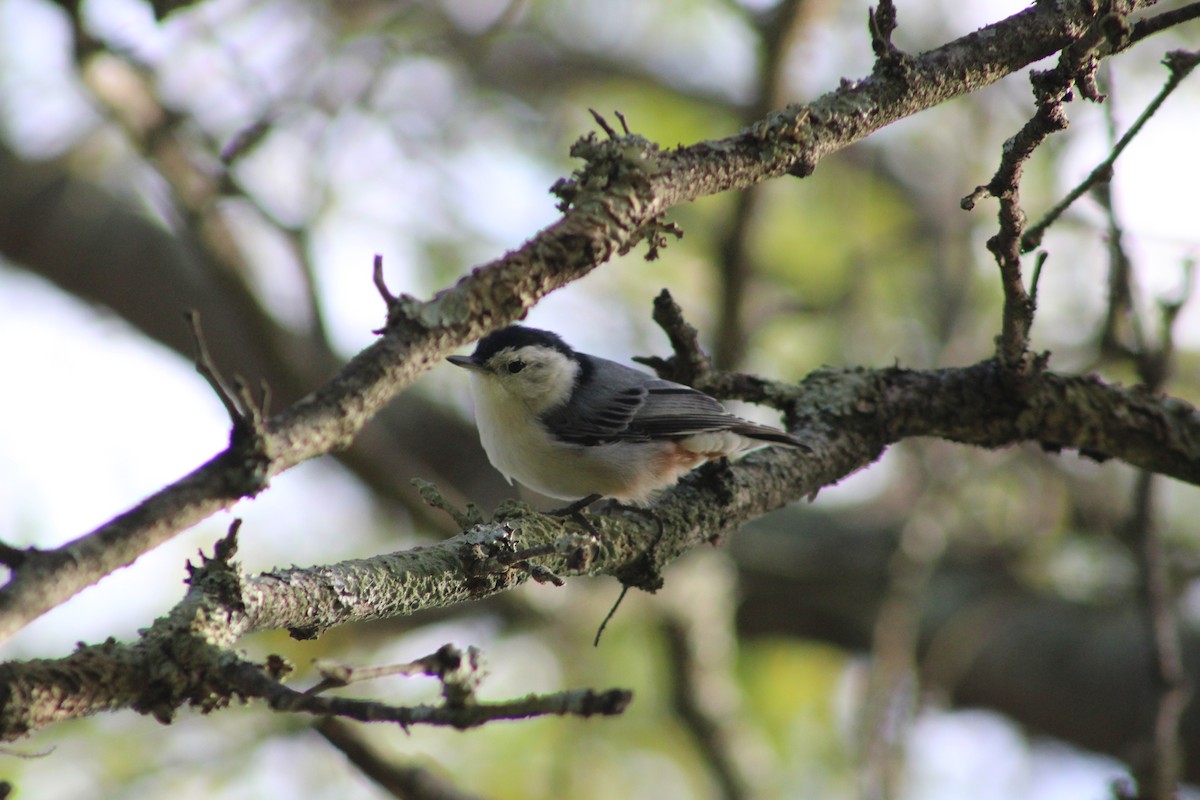 White-breasted Nuthatch - ML641061504