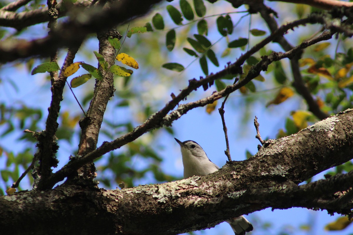White-breasted Nuthatch - ML641061509