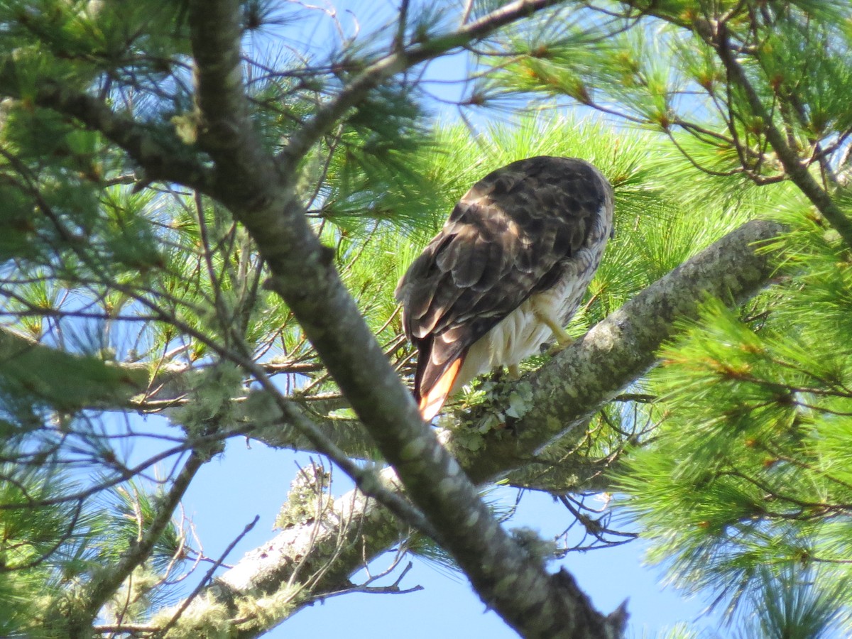 Red-tailed Hawk - ML641061563