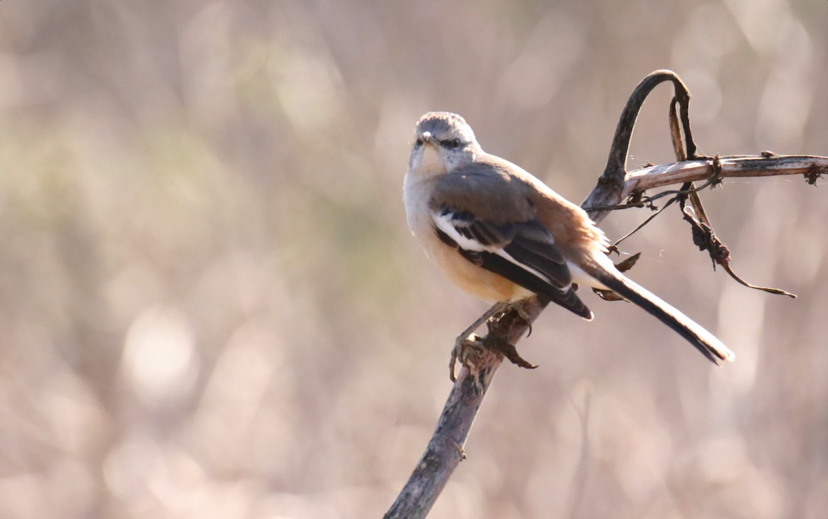 White-banded Mockingbird - ML641061575