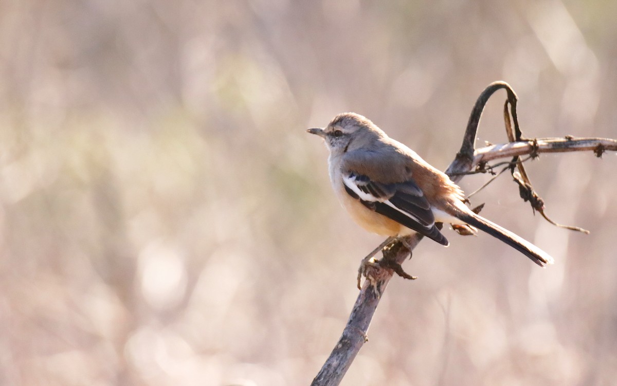 White-banded Mockingbird - ML641061576
