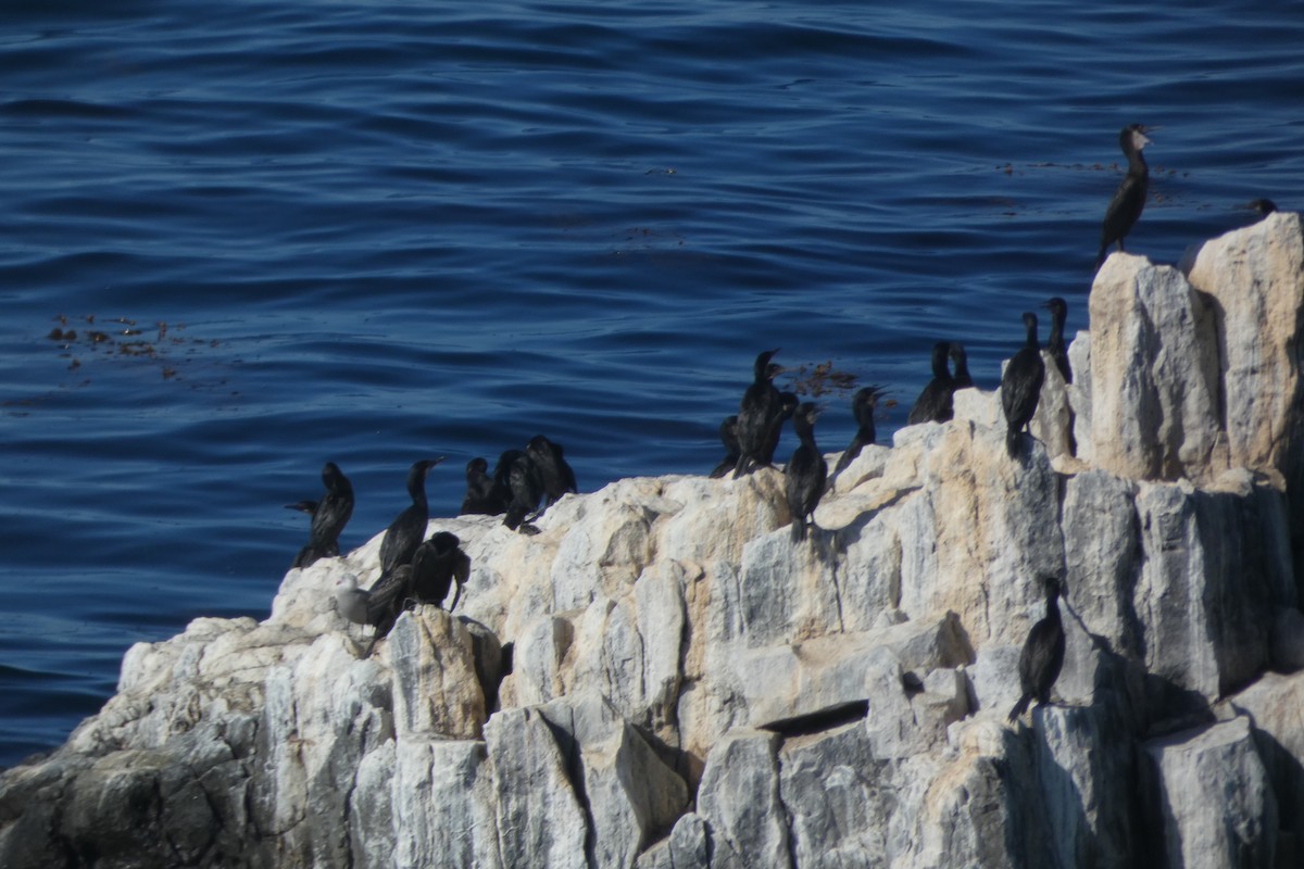 Brandt's Cormorant - ML641061610