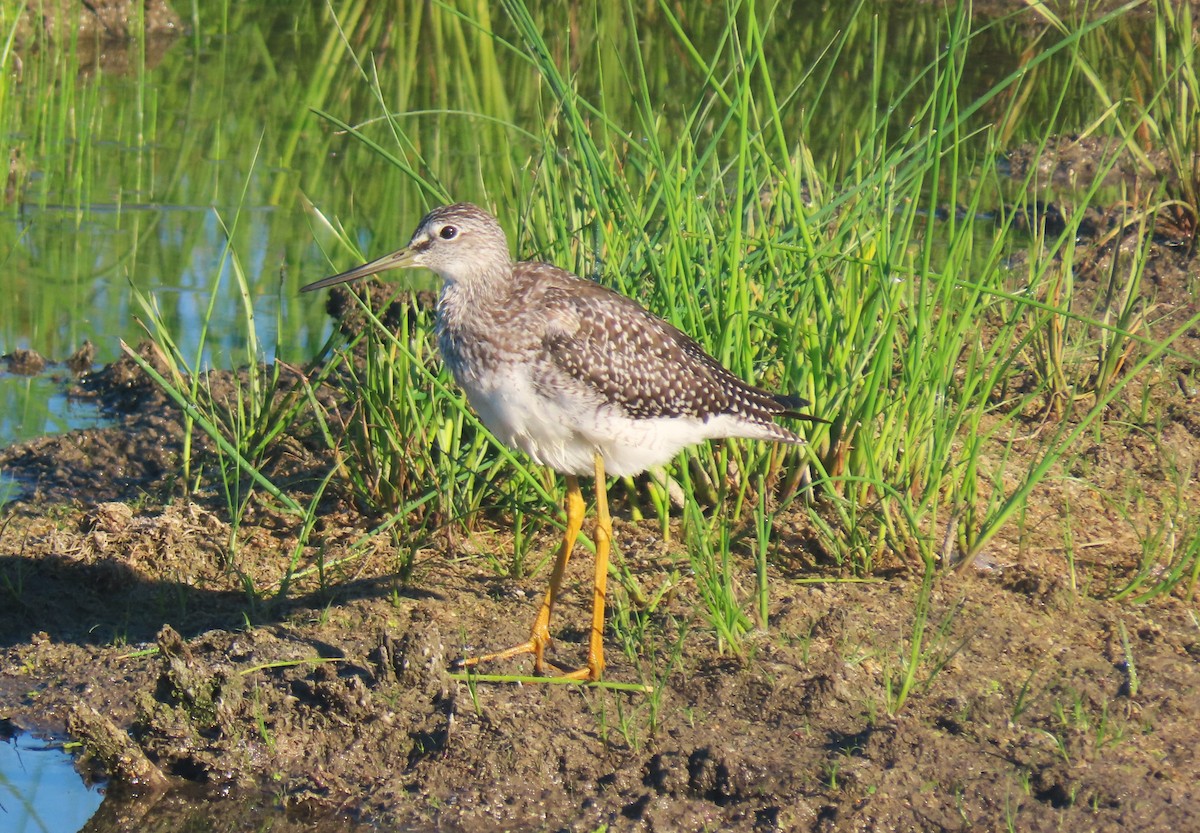 Greater Yellowlegs - ML641061663