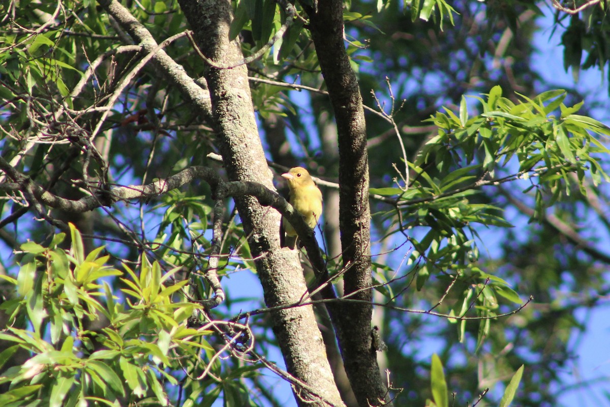 Scarlet Tanager - ML641061694