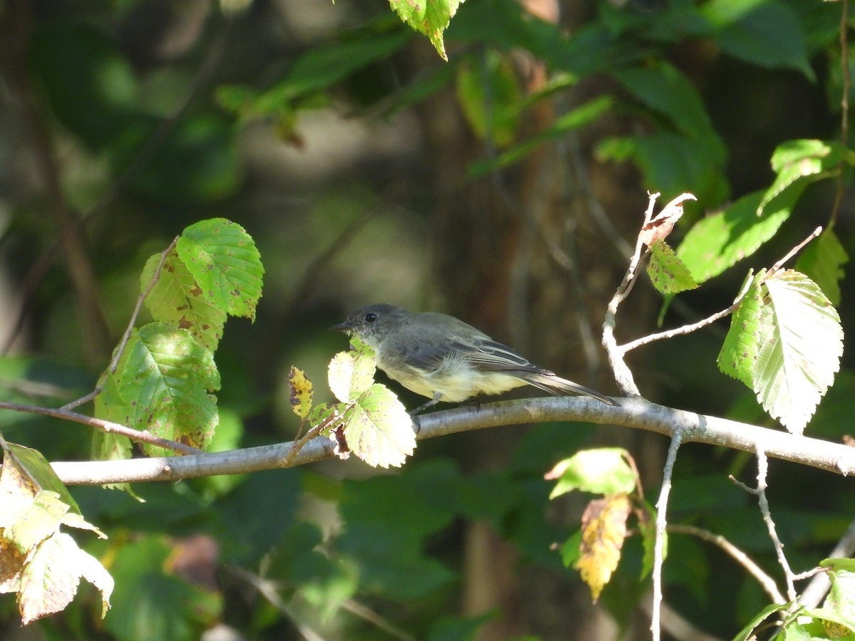 Eastern Phoebe - ML641061700
