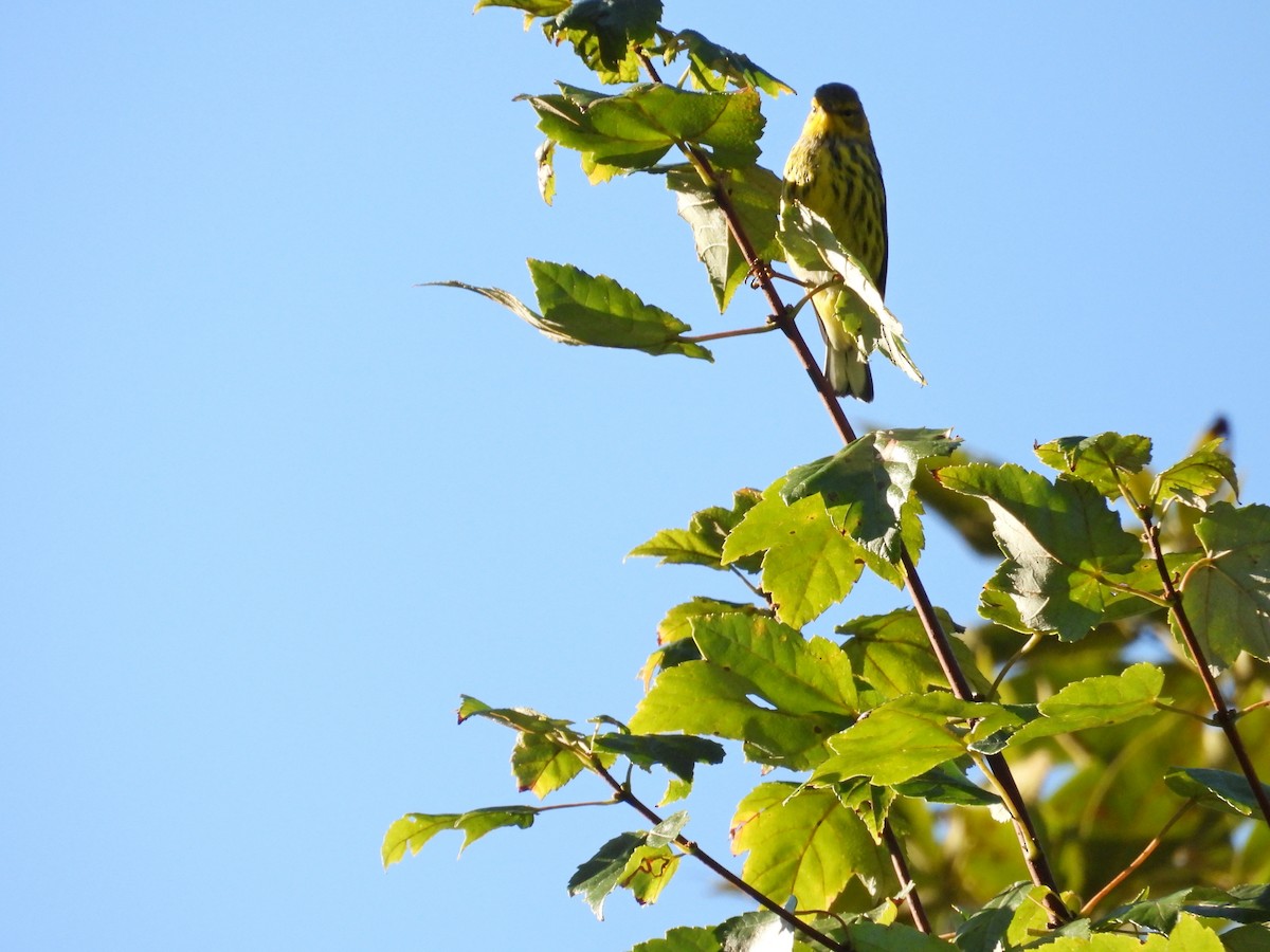 Cape May Warbler - ML641061721