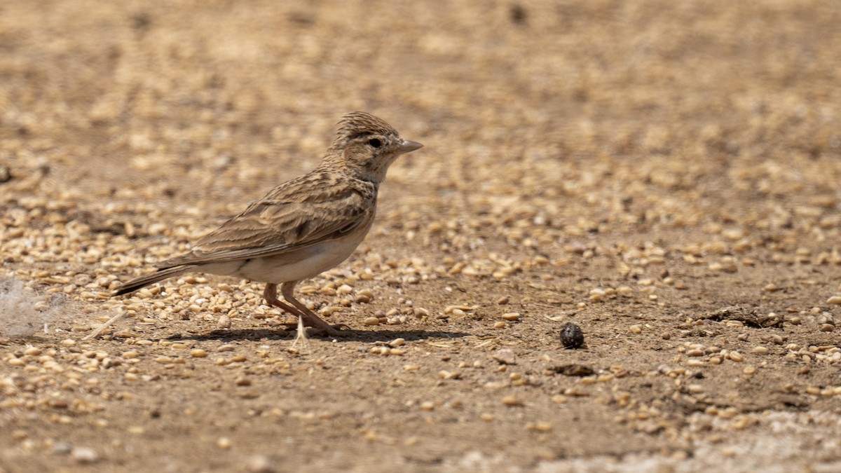 Mediterranean Short-toed Lark - ML641061732