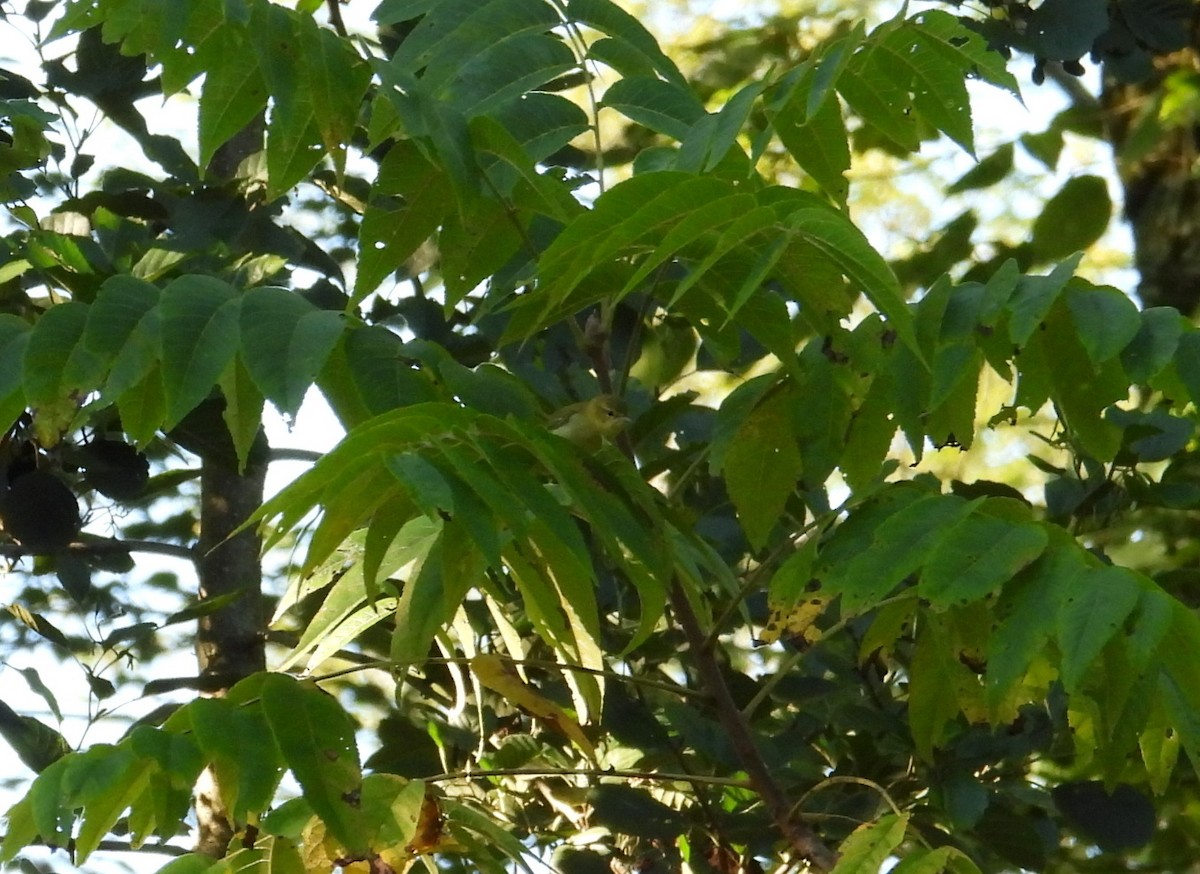 Tennessee Warbler - ML641061735