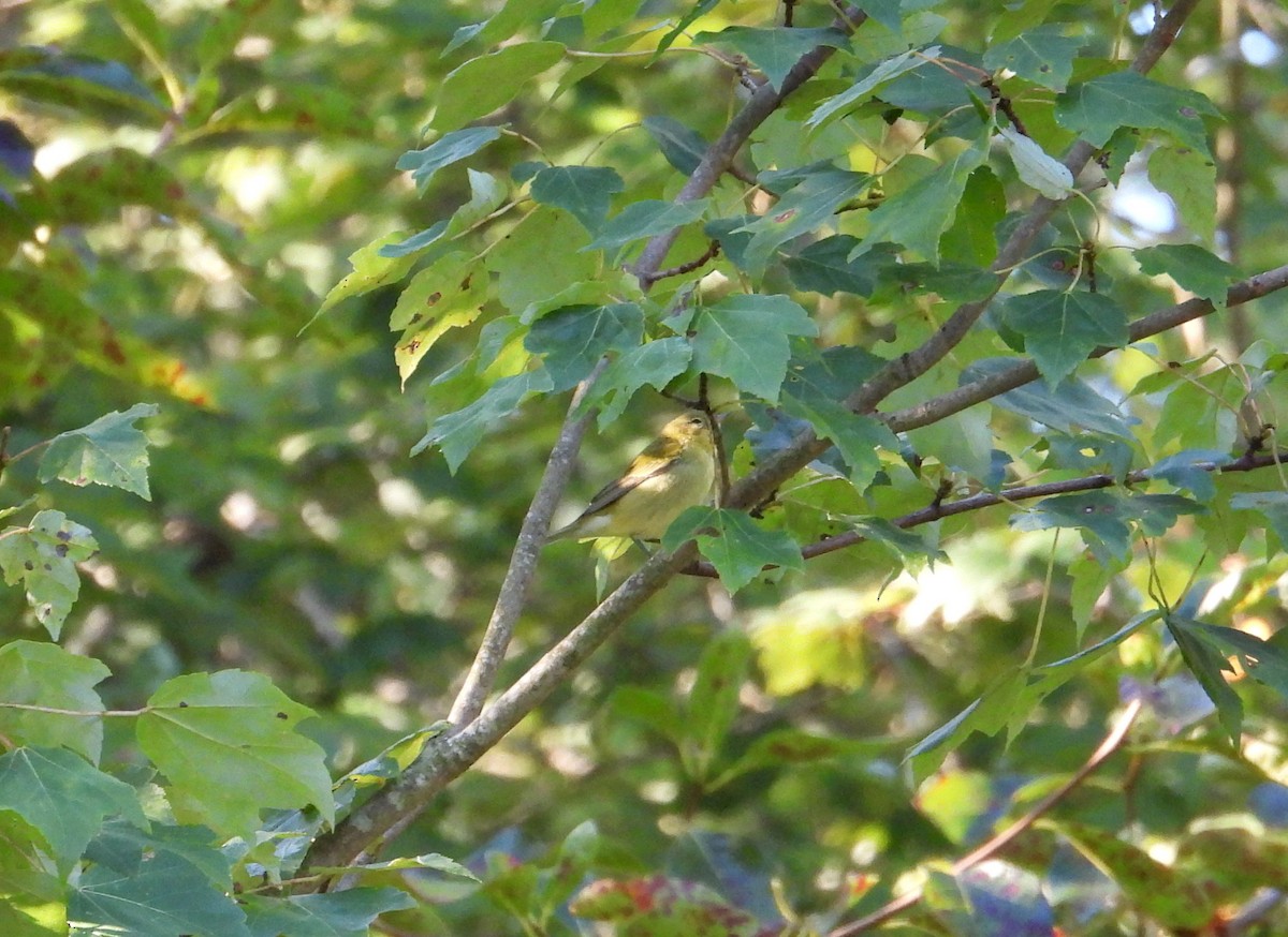 Tennessee Warbler - ML641061737