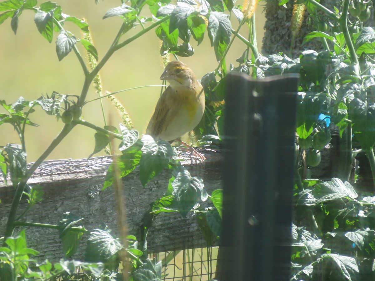 Dickcissel - ML641061747