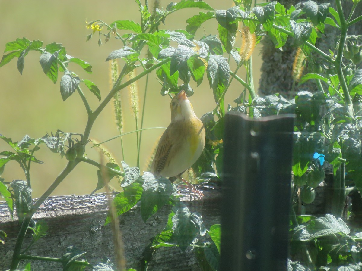 Dickcissel - ML641061748