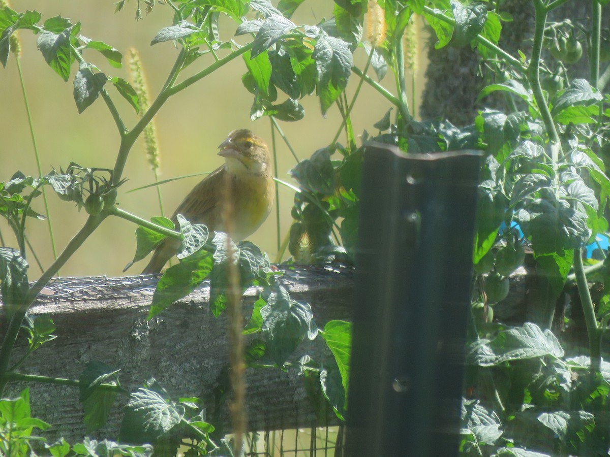 Dickcissel - ML641061749