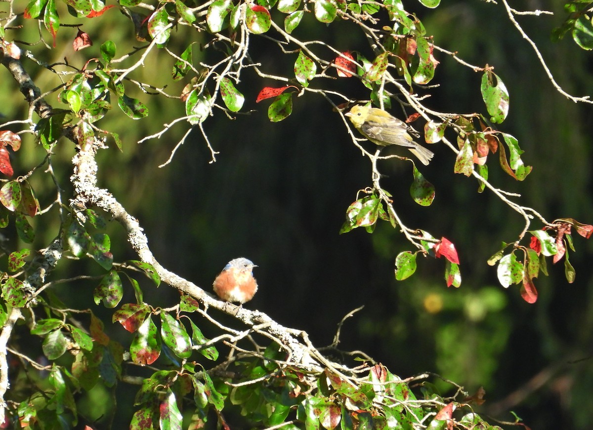Scarlet Tanager - ML641061751