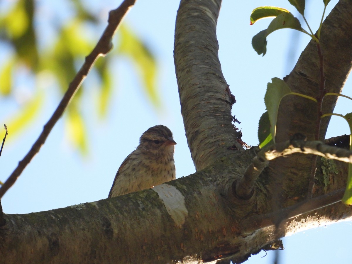 Chipping Sparrow - ML641061761